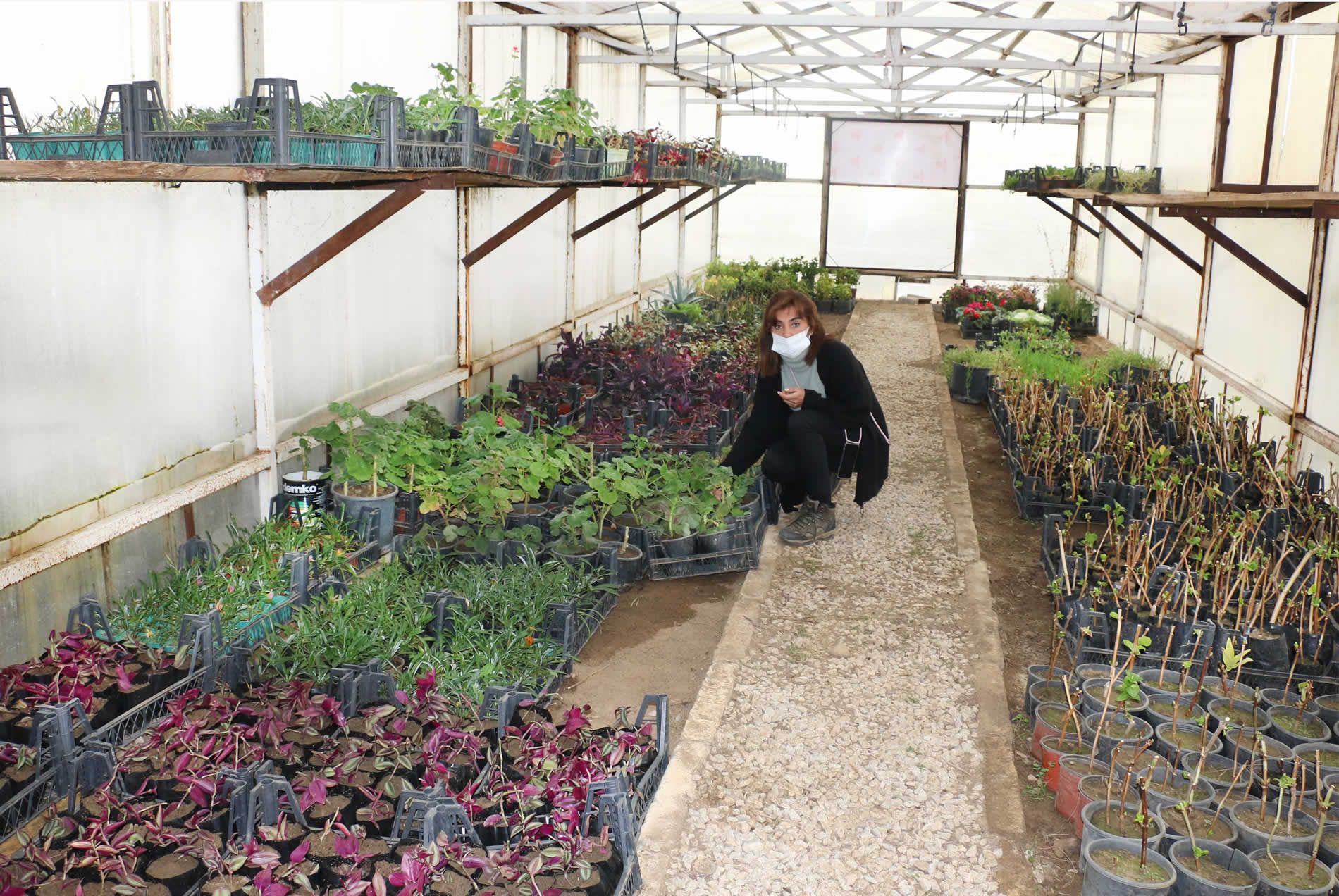 Bayramiç Belediyesi, kendi çiçeklerini üretiyor
